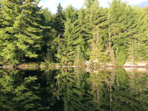 Striking tree shoreline on Sproule Lake