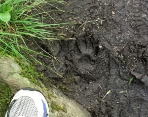Fresh wolf tracks in the mud during a portage