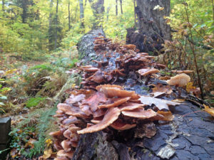 Fungi growing on a fallen tree in Algonquin Park