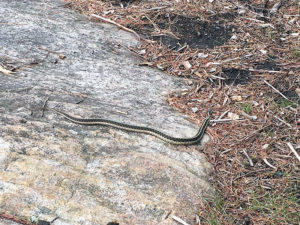 Snake slithering around on the northern campsite on Bonnechere Lake
