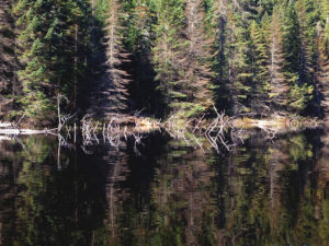 Tree shoreline of Linda Lake during 2016 canoe trip