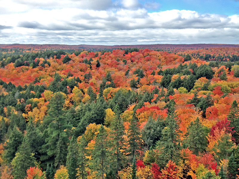 Close up of the beautiful fall colours in front of the Skymount Lookout view