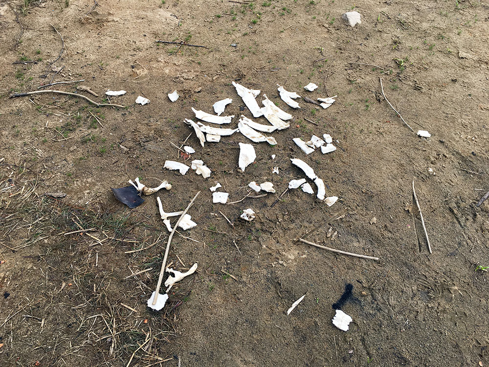 Bare animal bones on beach landing of portage