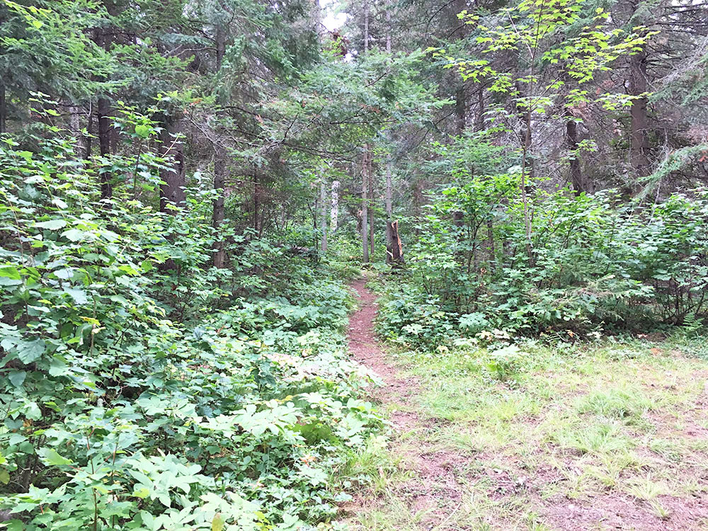 Trail leading into the forest behind campsite #10 on White Trout Lake