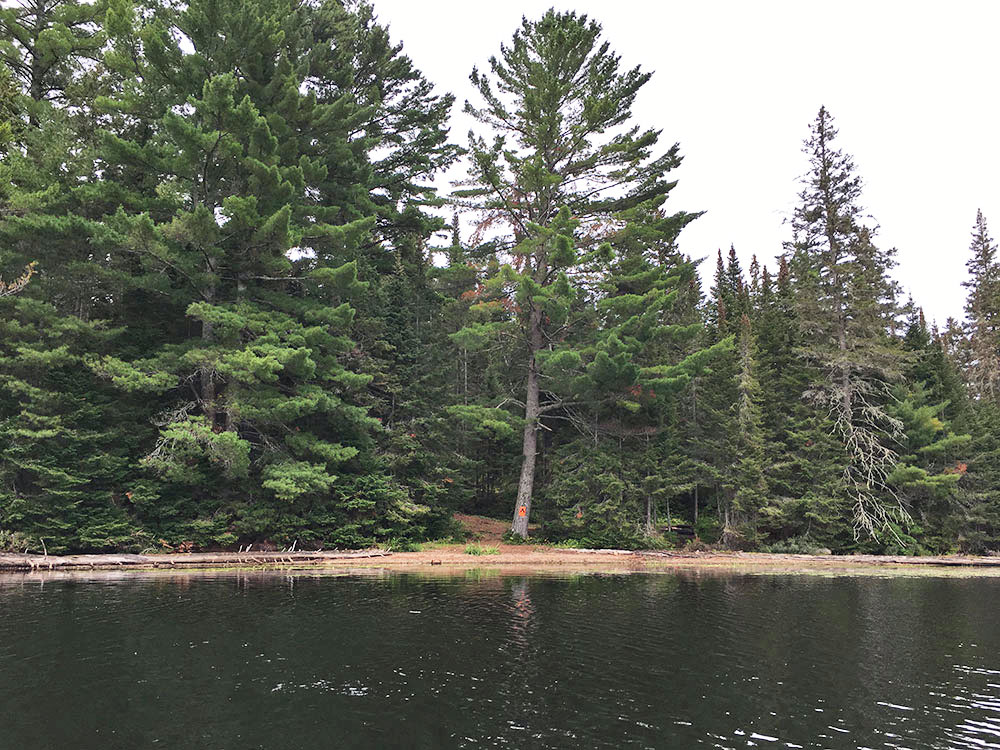 View from the water of campsite #10 on White Trout Lake in Algonquin Park