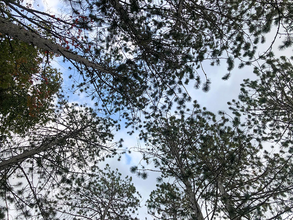 Looking up at the trees on the island campsite on Little Otterslide Lake