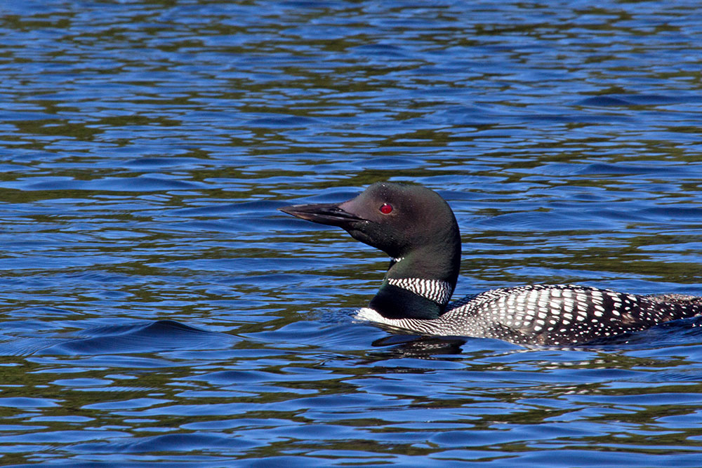 Loon on calm blue waters in Algonquin Park