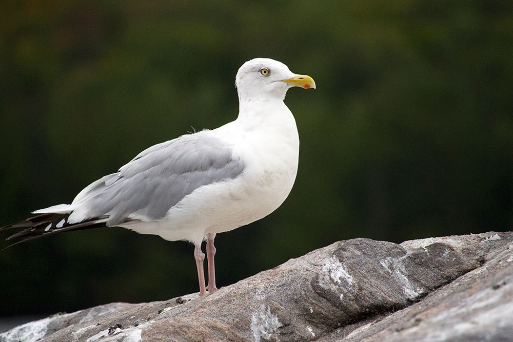 Seagull standing on a rock on Burnt Island in Algonquin Park