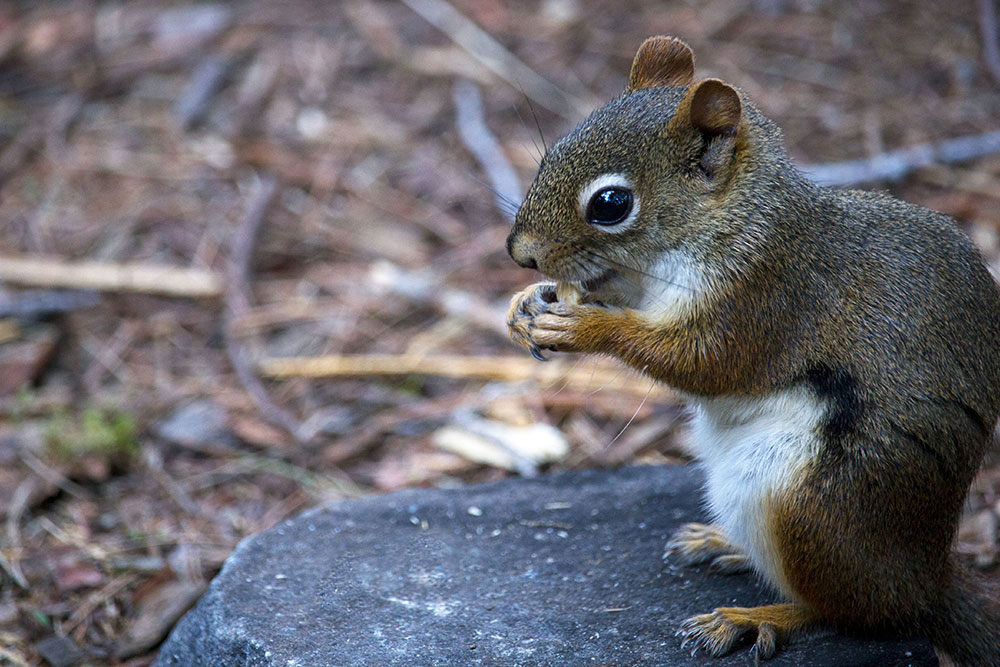 Squirrel-Eating-Peanut
