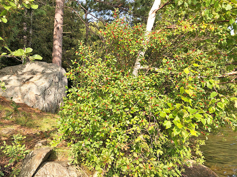 Bush of berries by the shoreline of campsite #12 on Big Trout Lake