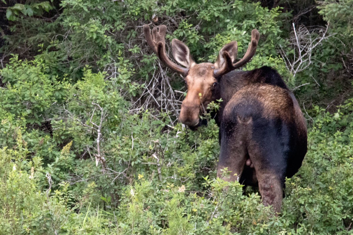 Bull Moose on Queer Lake July 2021 - 2