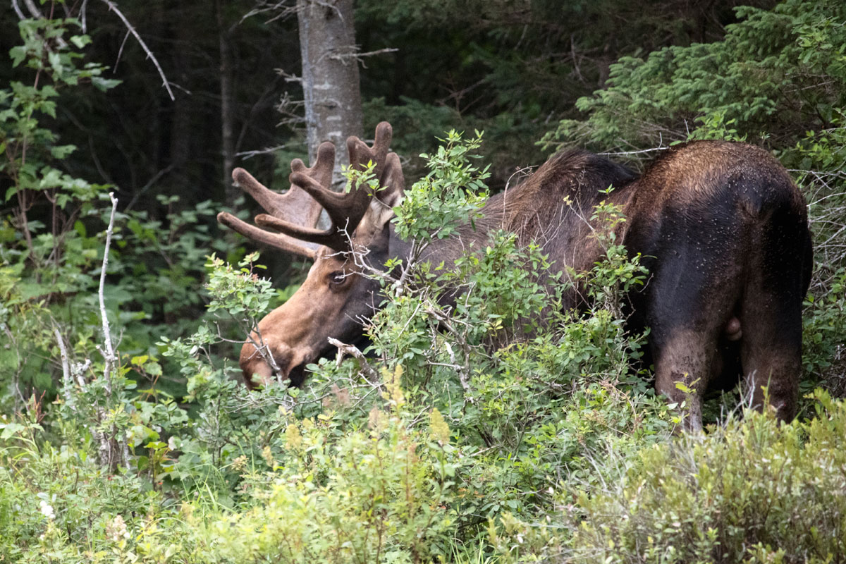 Bull Moose on Queer Lake July 2021 - 3
