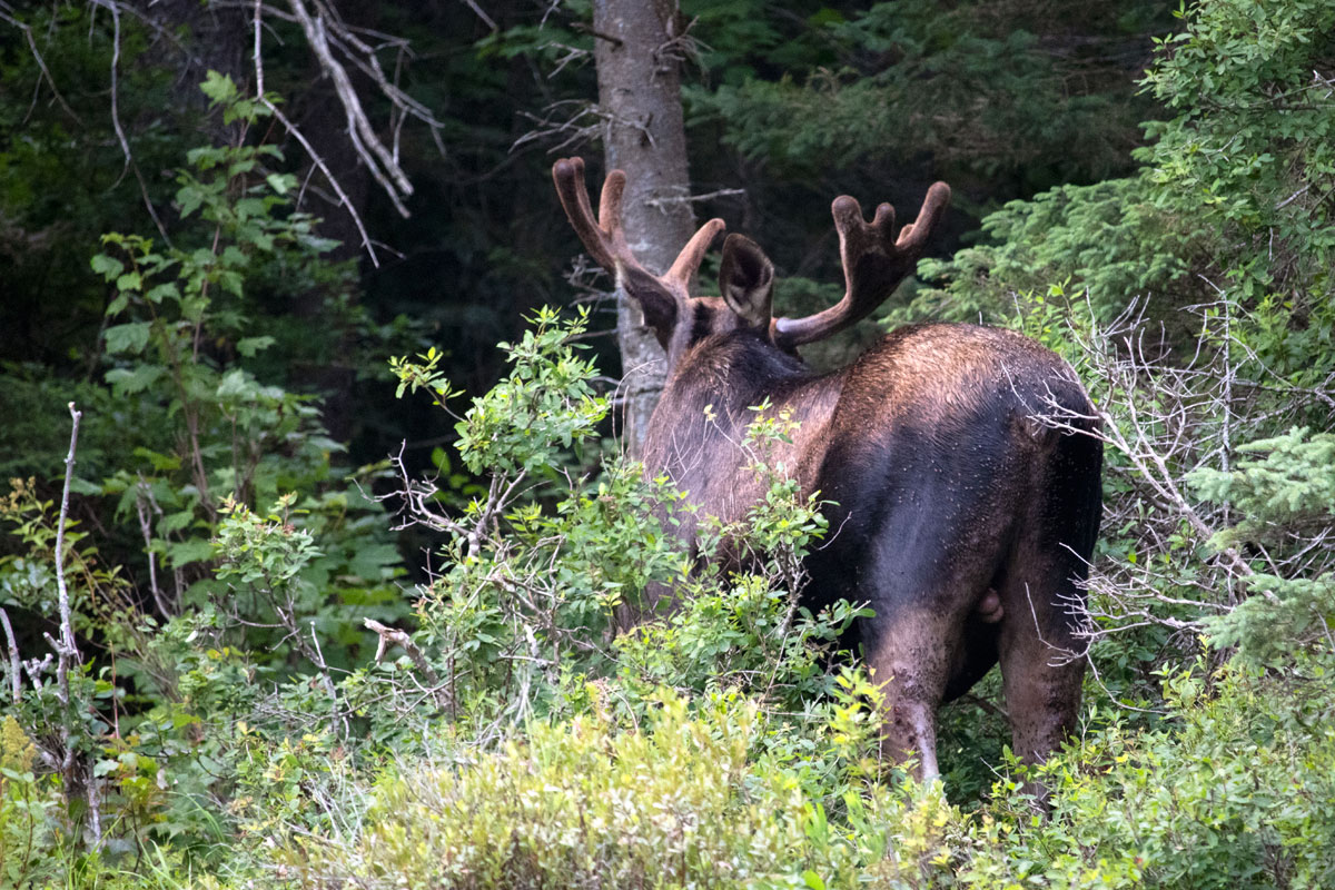 Bull Moose on Queer Lake July 2021 - 5