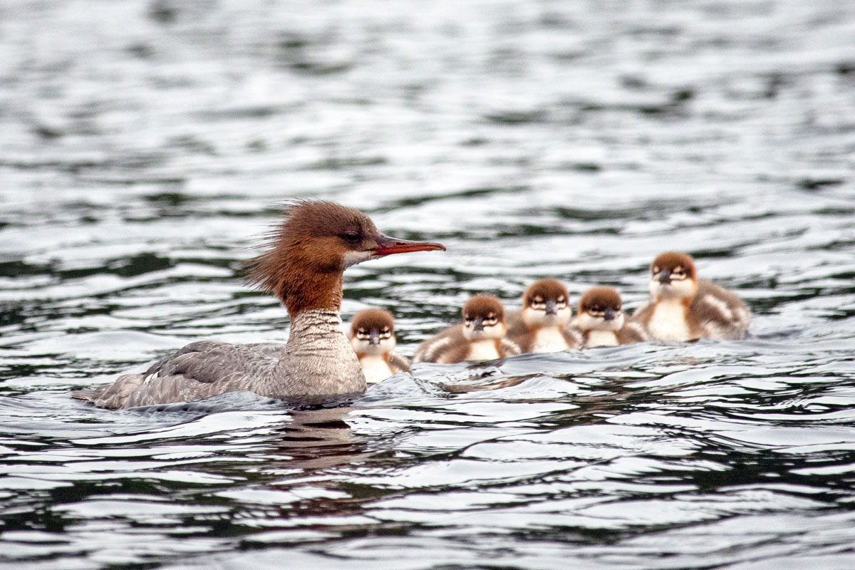 Mergansers swimming on Queer Lake July 2021 - 3