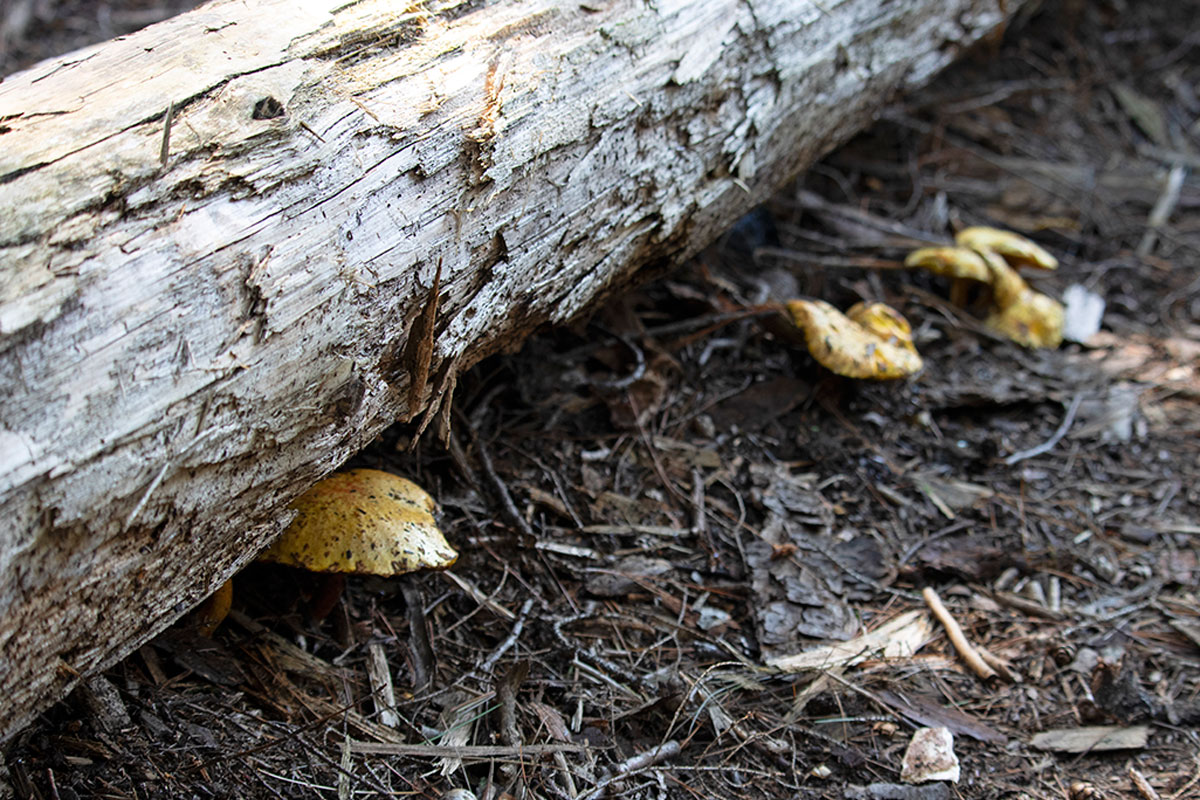 Mushroom fungus beneath bench July 2021 Algonquin Park
