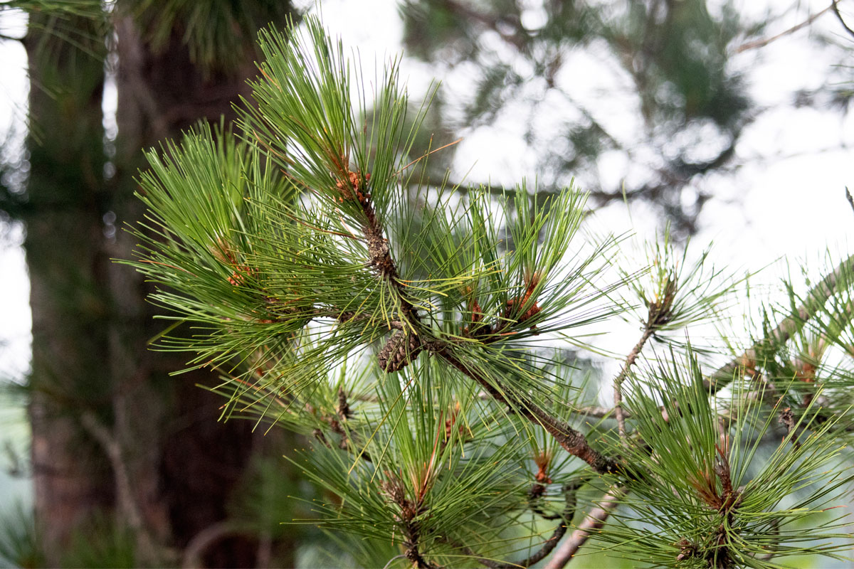 Pine tree on Shirley Lake campsite in Algonquin Park 2021