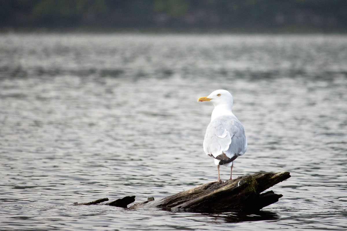 Seagull on Shirley Lake August 2021