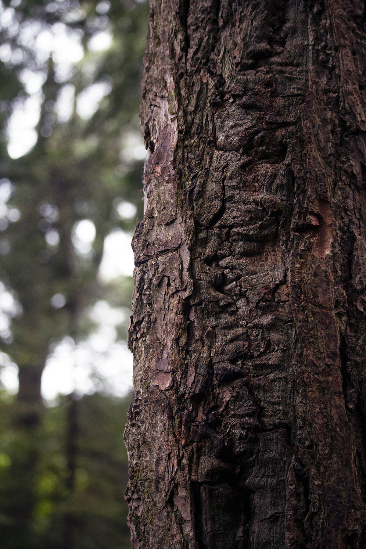 Tree bark in Algonquin Park July 2021 - 2