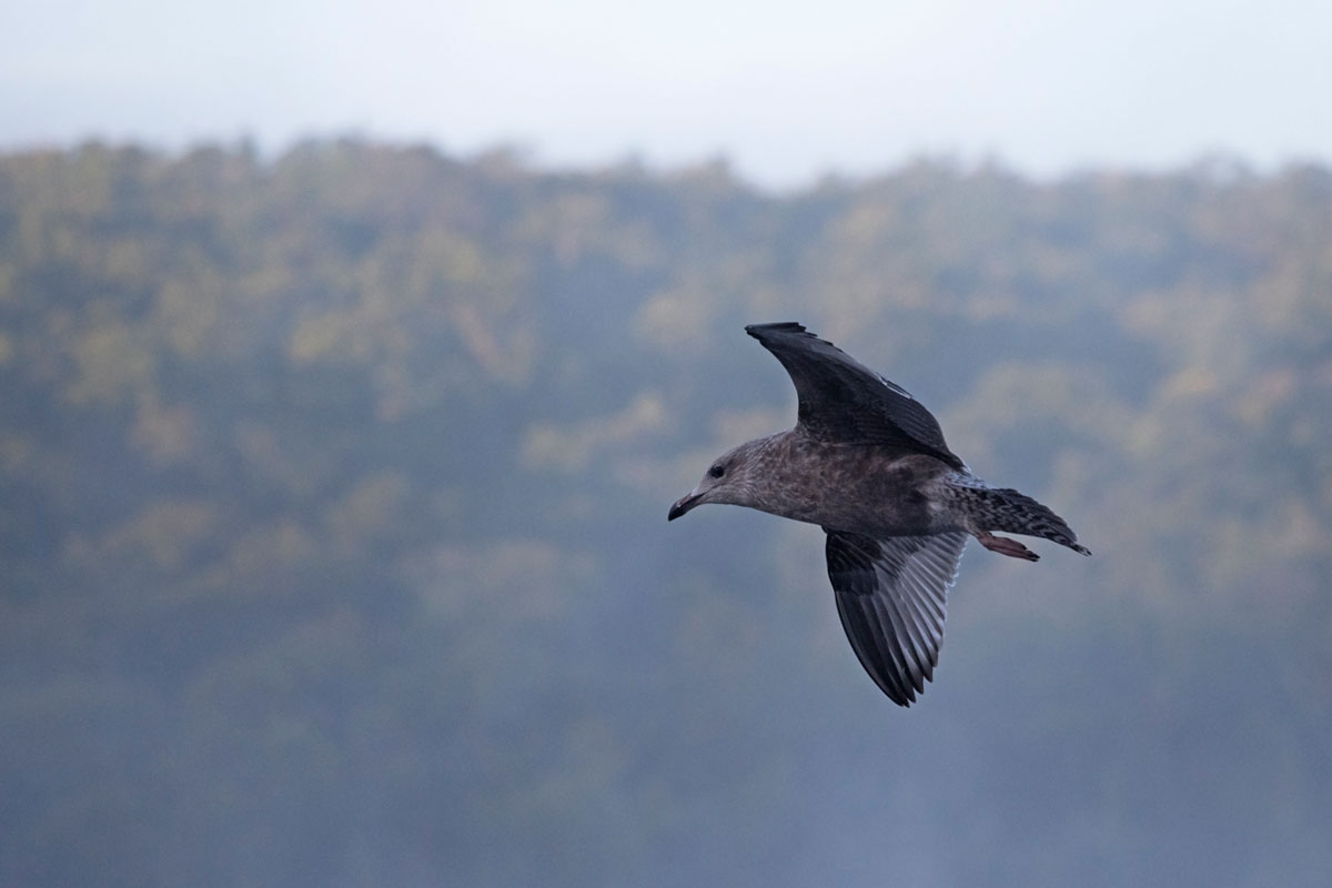 Bird flying on Smoke Lake in Algonquin Park September 2021
