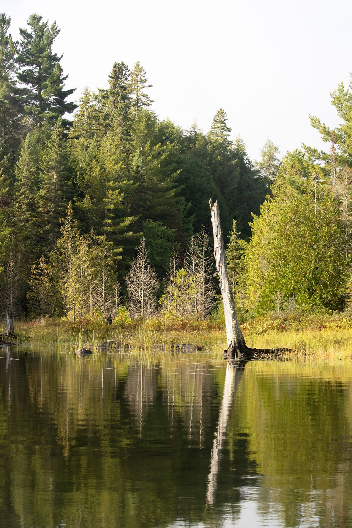 Dead standing tree on Big Porcupine Lake September 2021