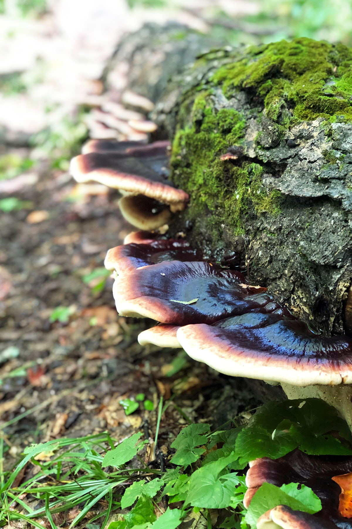 Mushroom-Fungus-Algonquin-Park-September-2021