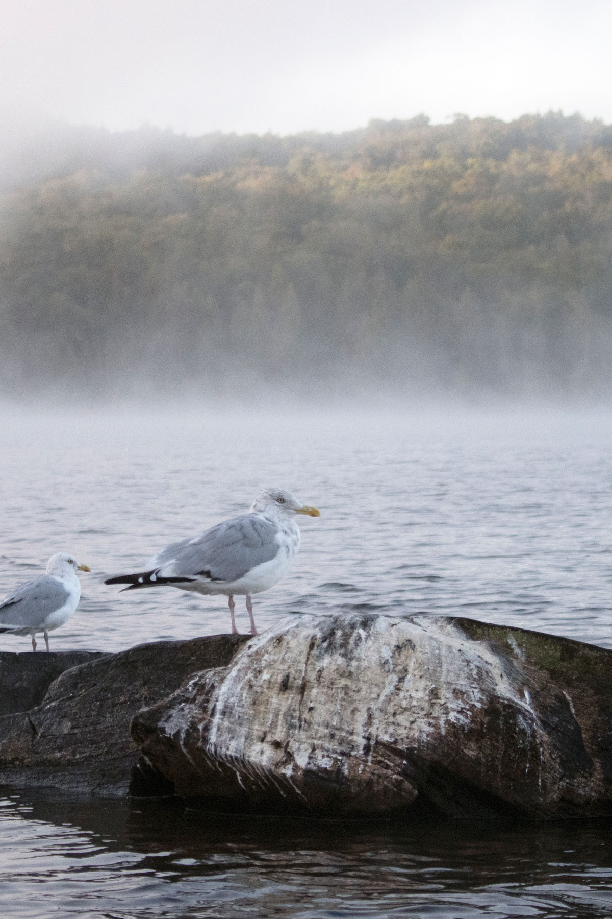 Seagull-Smoke-Lake-September-2021-6