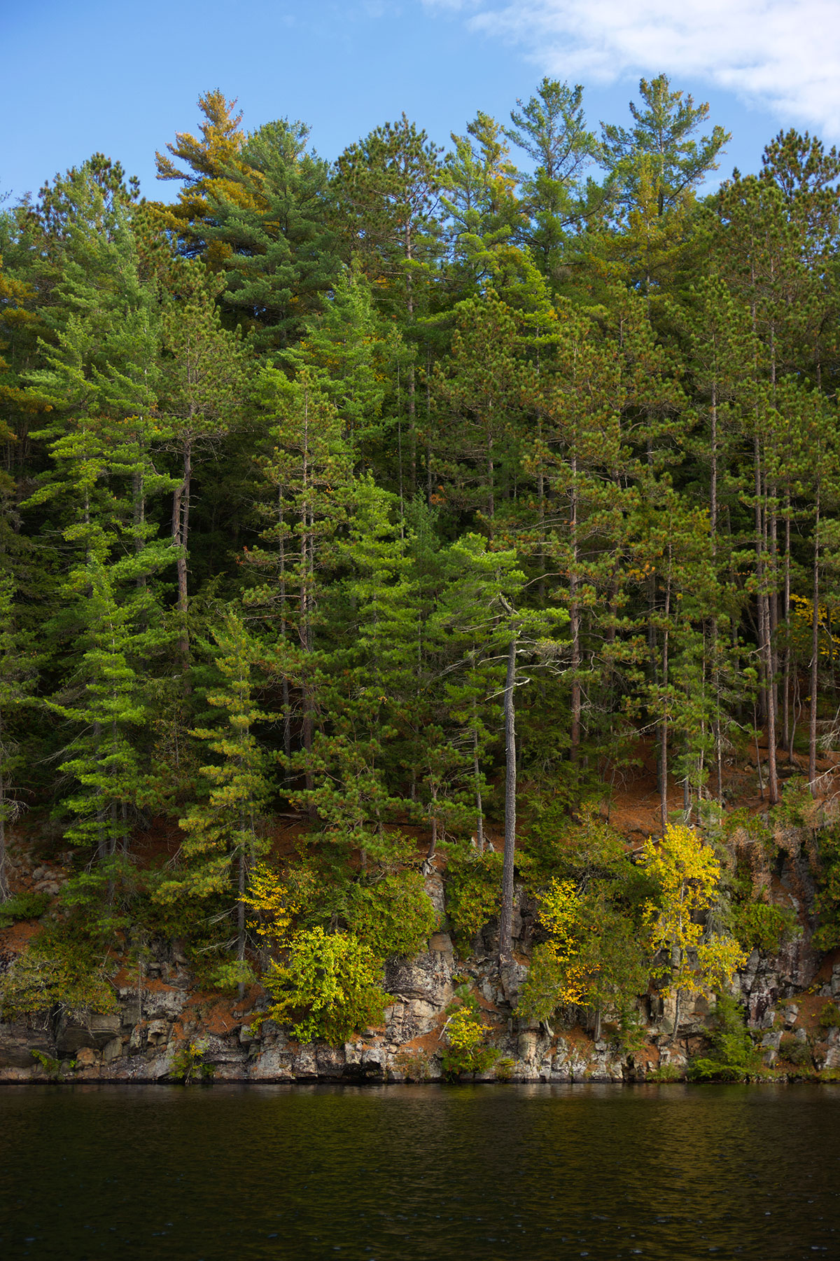 Trees on Cache Lake shoreline in Algonquin Park September 2021