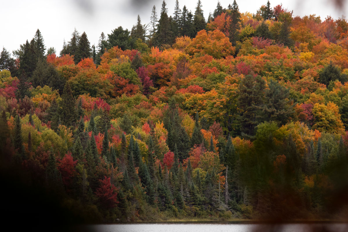 Fall colours on the shorelines of Algonquin Park September 2021 1
