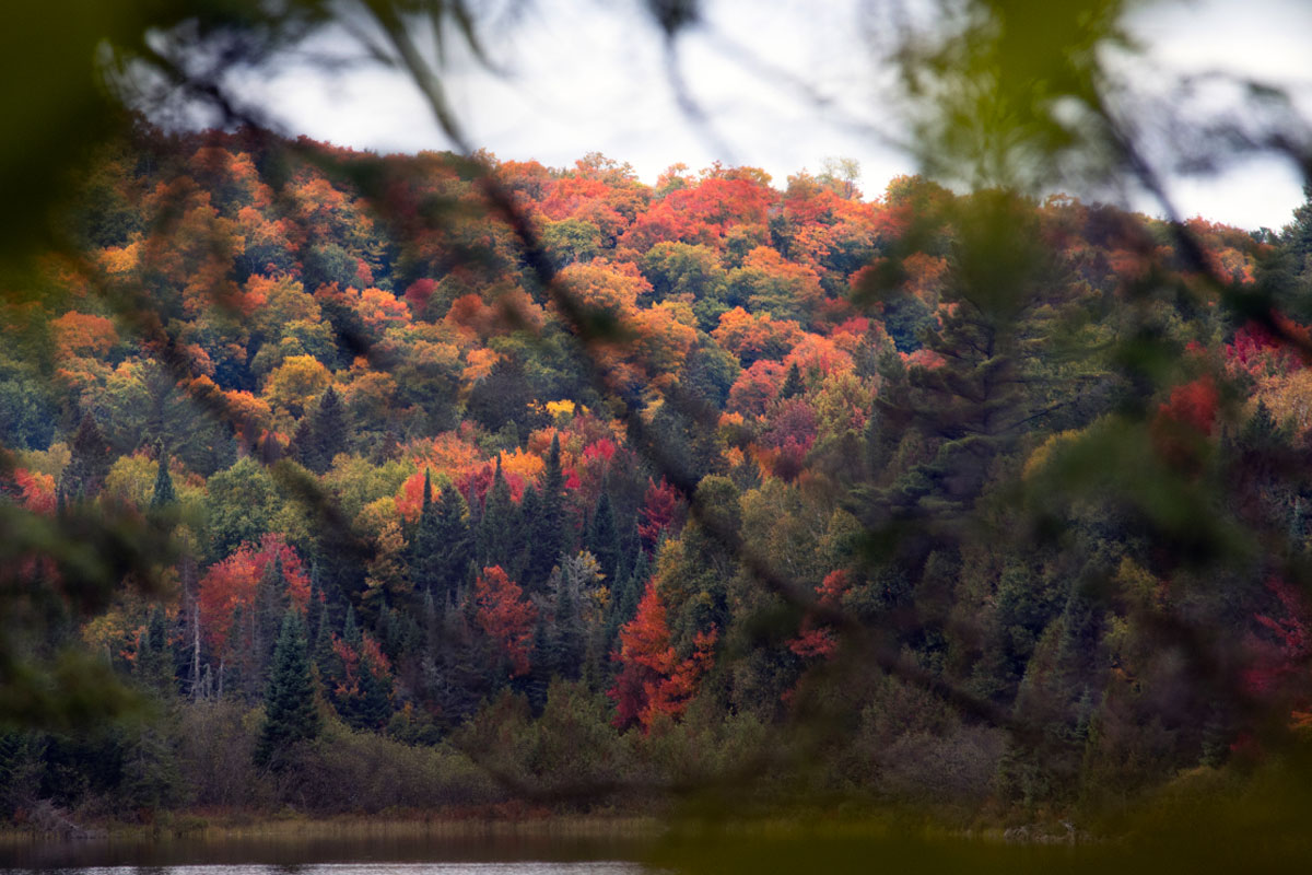Fall colours on the shorelines of Algonquin Park September 2021 2