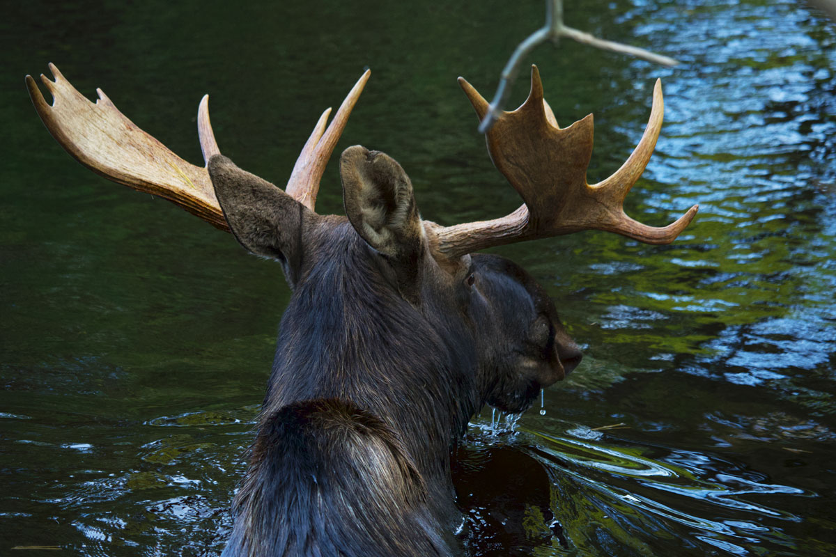 Moose in Algonquin Park September 2021 11