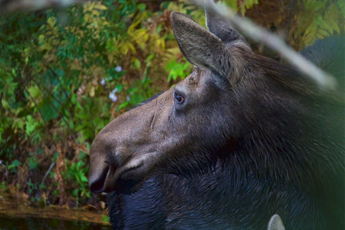Moose in Algonquin Park September 2021 12