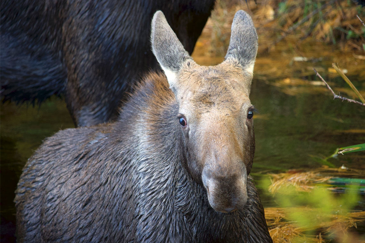 Moose in Algonquin Park September 2021 13