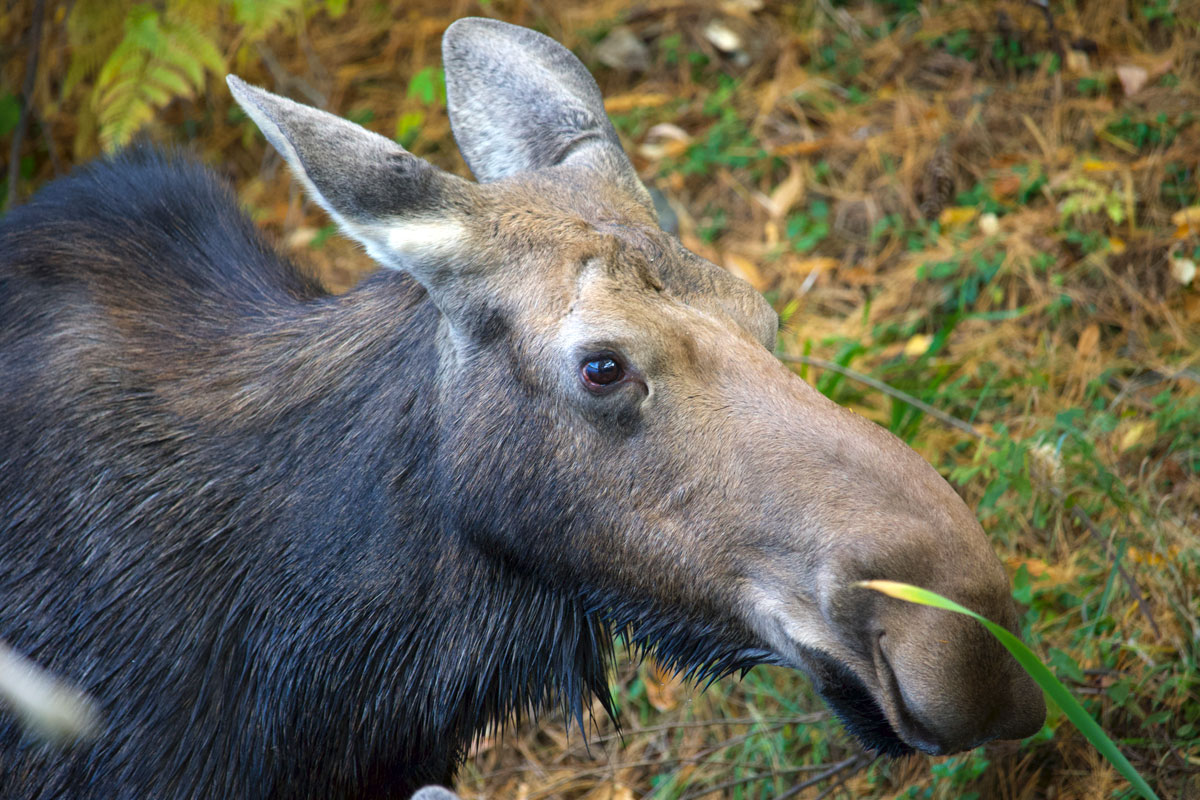 Moose in Algonquin Park September 2021 14