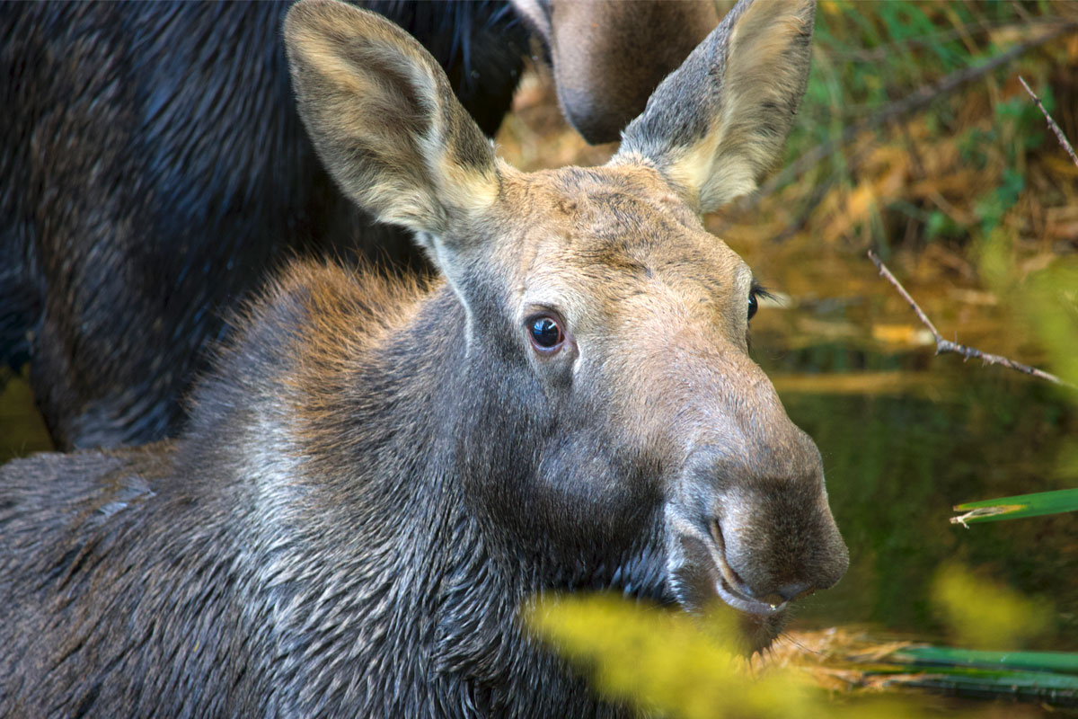 Moose in Algonquin Park September 2021 15