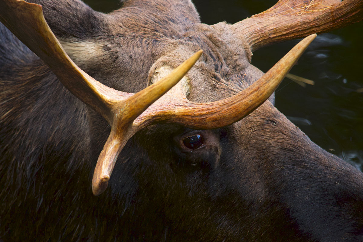 Moose in Algonquin Park September 2021 16