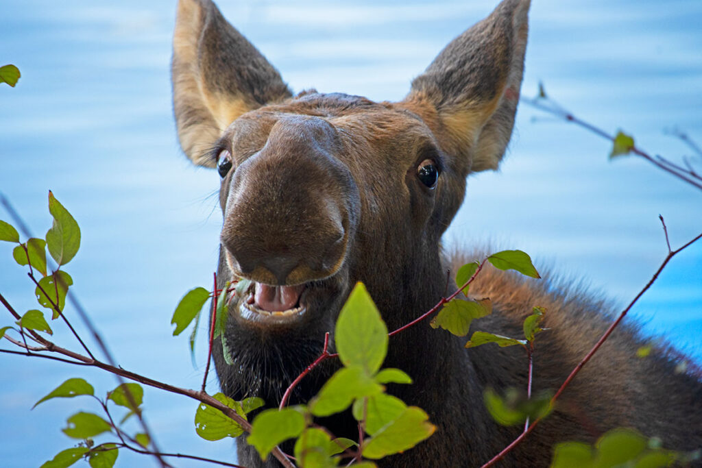 Moose in Algonquin Park September 2021 2