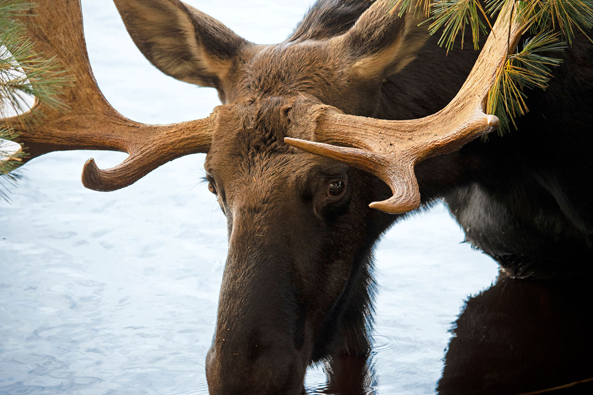 Moose in Algonquin Park September 2021 4