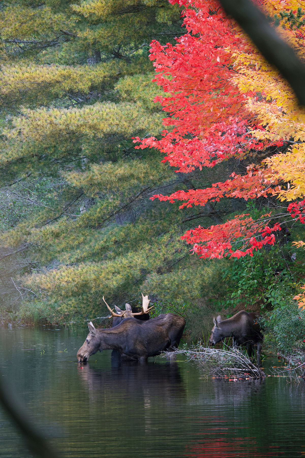 Moose in Algonquin Park September 2021 7