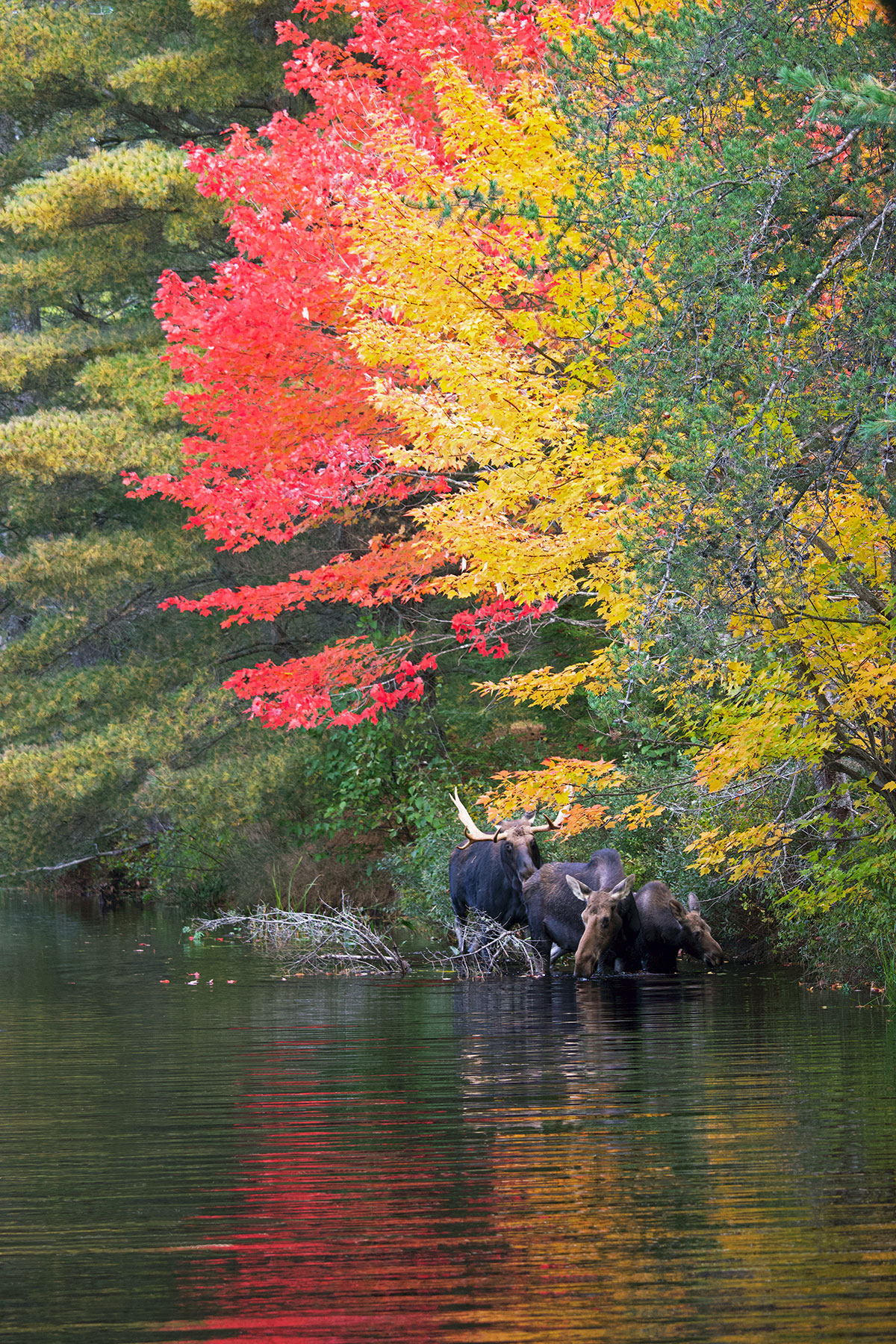 Moose in Algonquin Park September 2021 8