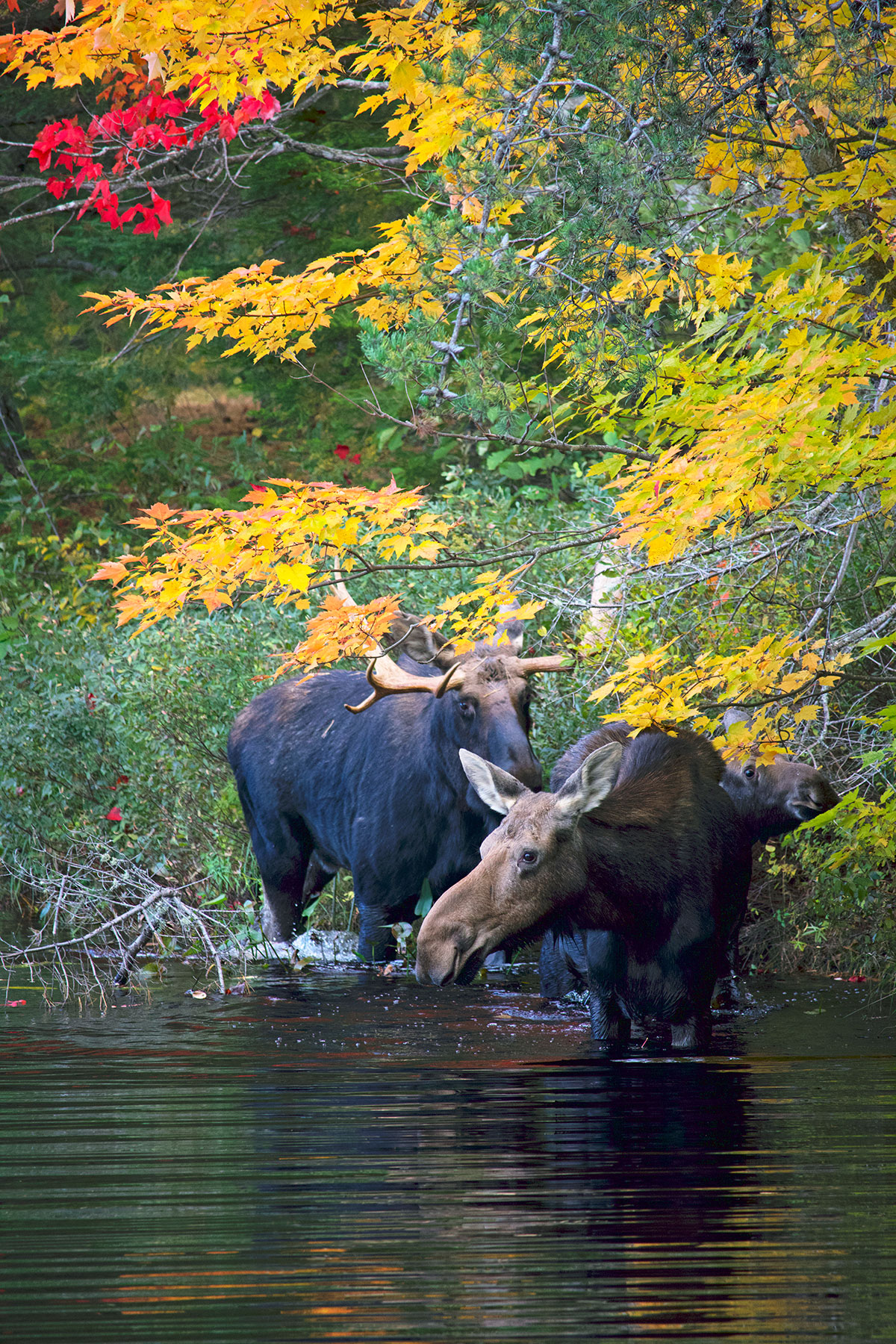 Moose in Algonquin Park September 2021 9
