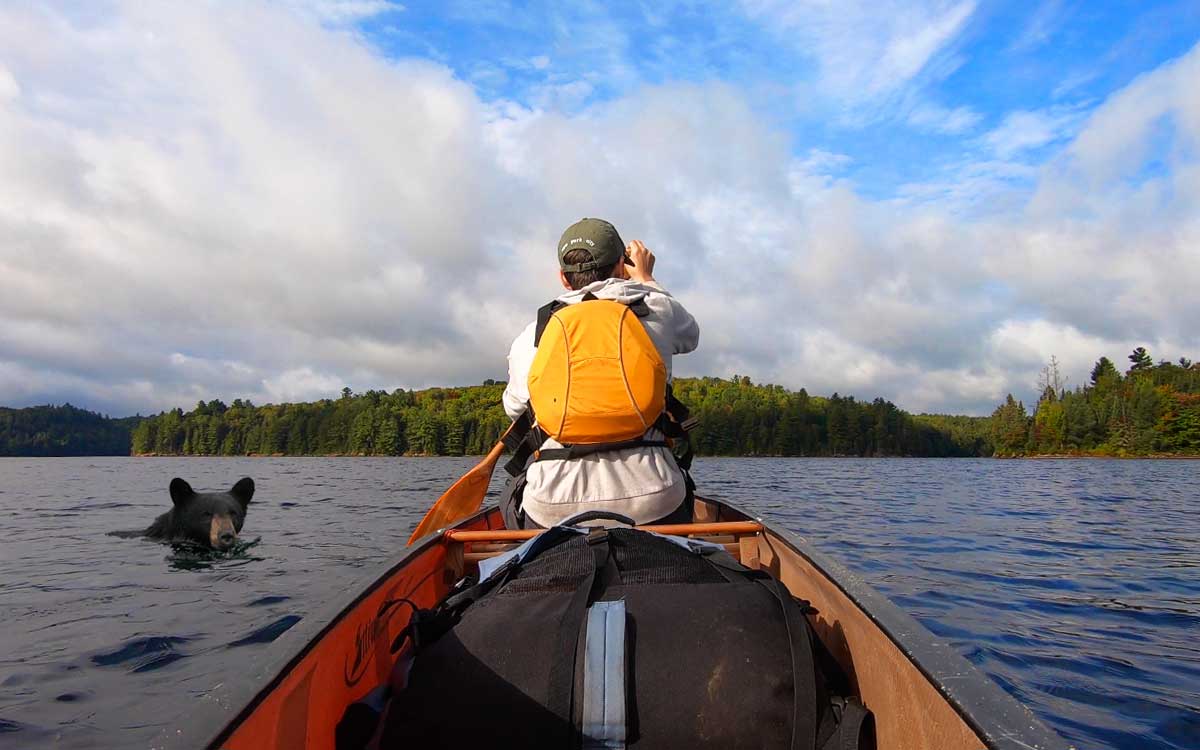 Bears in Algonquin Park - Paddling solo canoe on the lake
