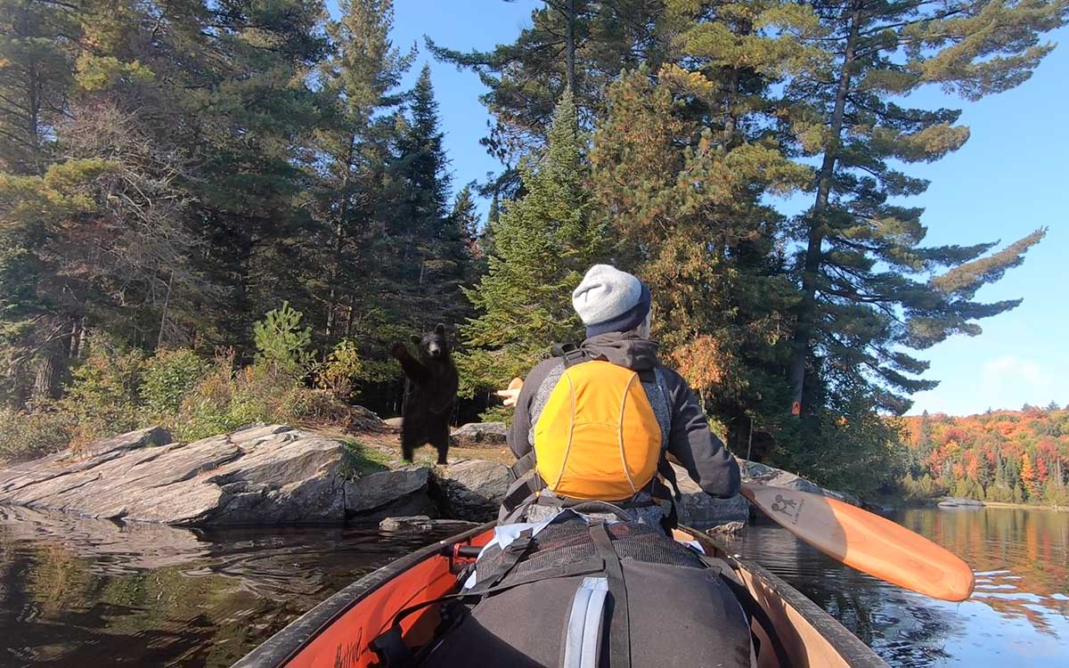 Bears in Algonquin Park - leaving campsite in solo canoe on the water