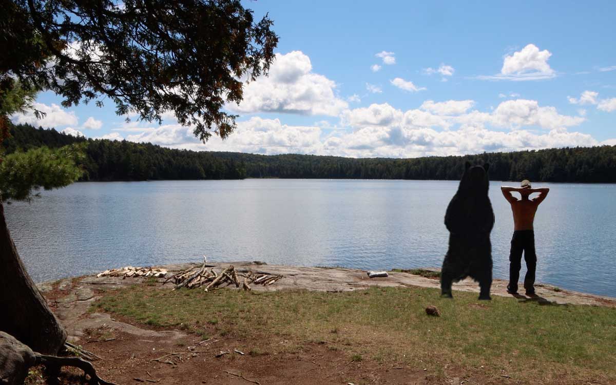 Bears in Algonquin Park - standing by the shoreline by the water enjoying the sunshine