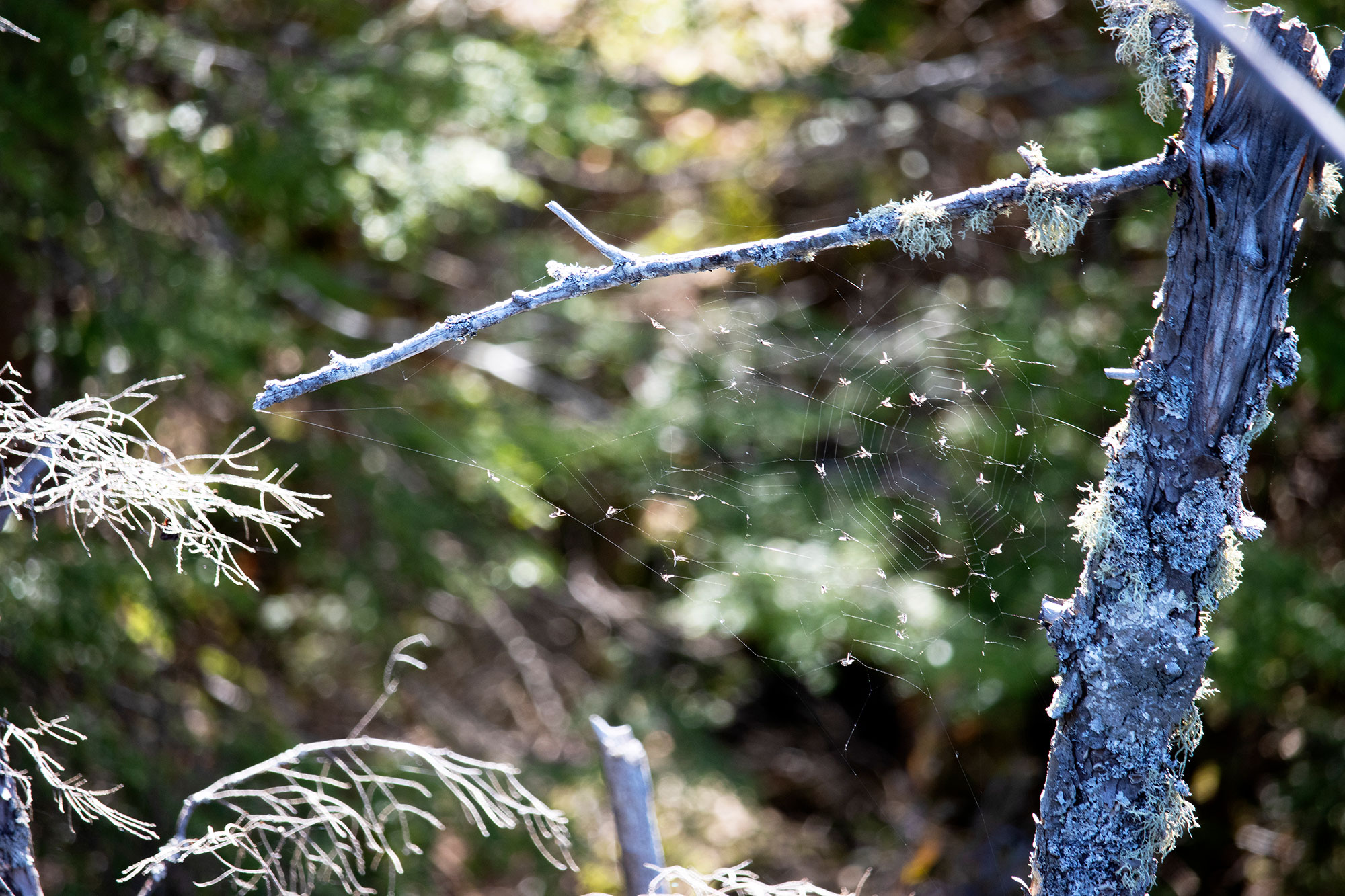 Spider web with flies caught in it, Algonquin Park May 2022
