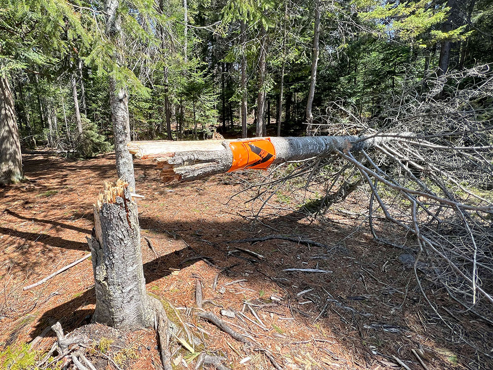Tanamakoon Lake Algonquin Park Campsite 1 Fallen Tree