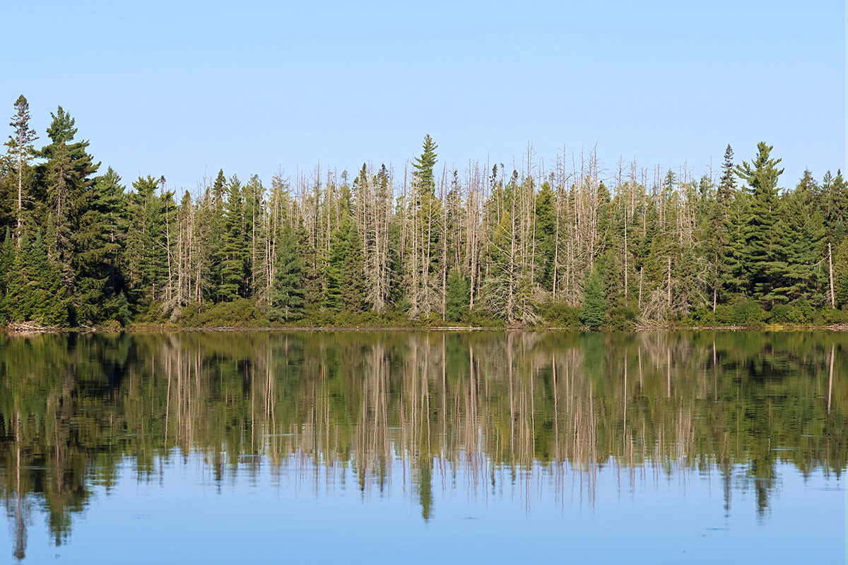 Dead Trees on Erables Lake in Algonquin Park September 2022
