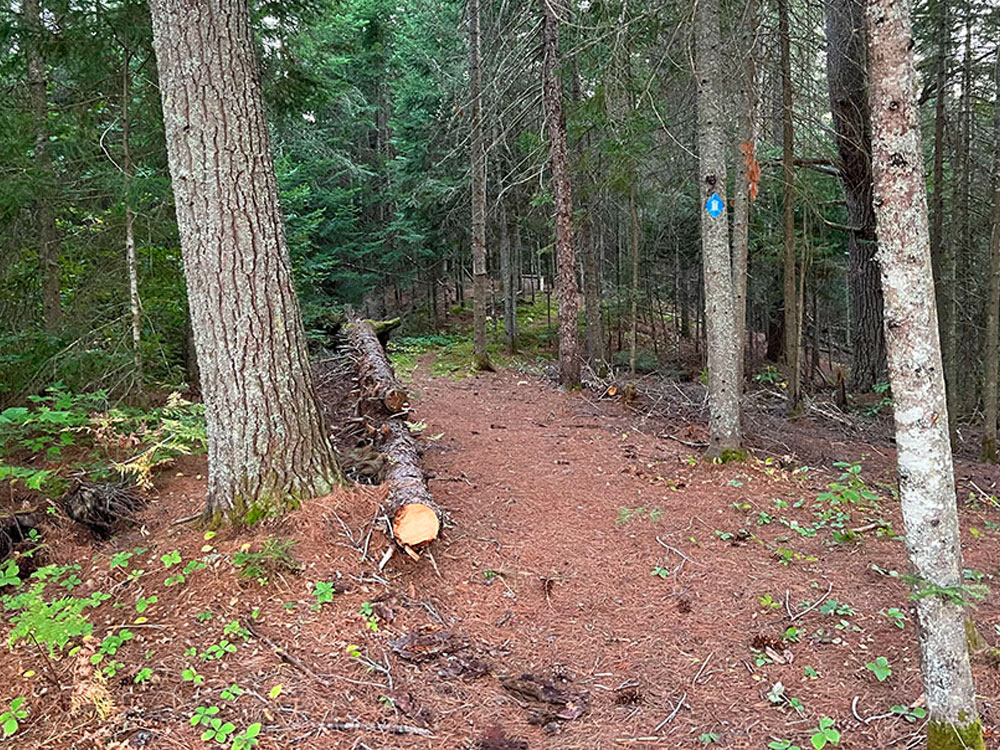 Erables Lake in Algonquin Park Campsite 10 Trail to Thunder Box