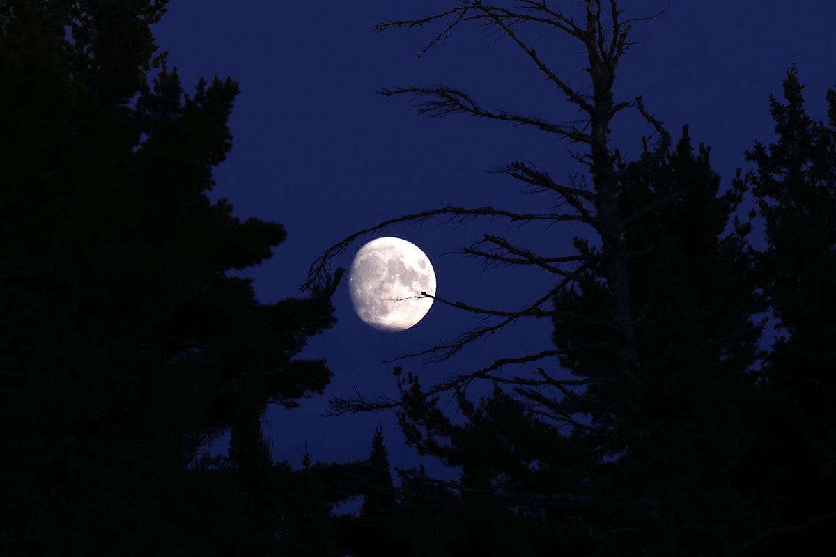 Moon Rise in Algonquin Park September 2022 v2