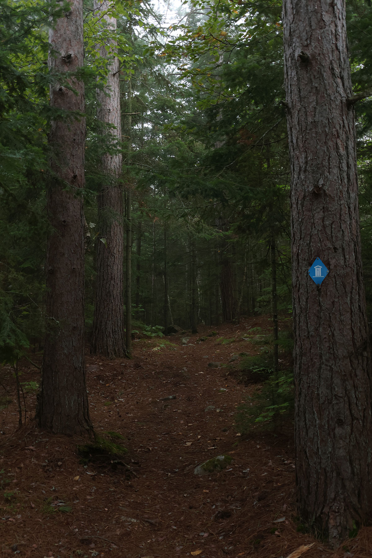 Morning Forest in Algonquin Park September 2022 Vertical