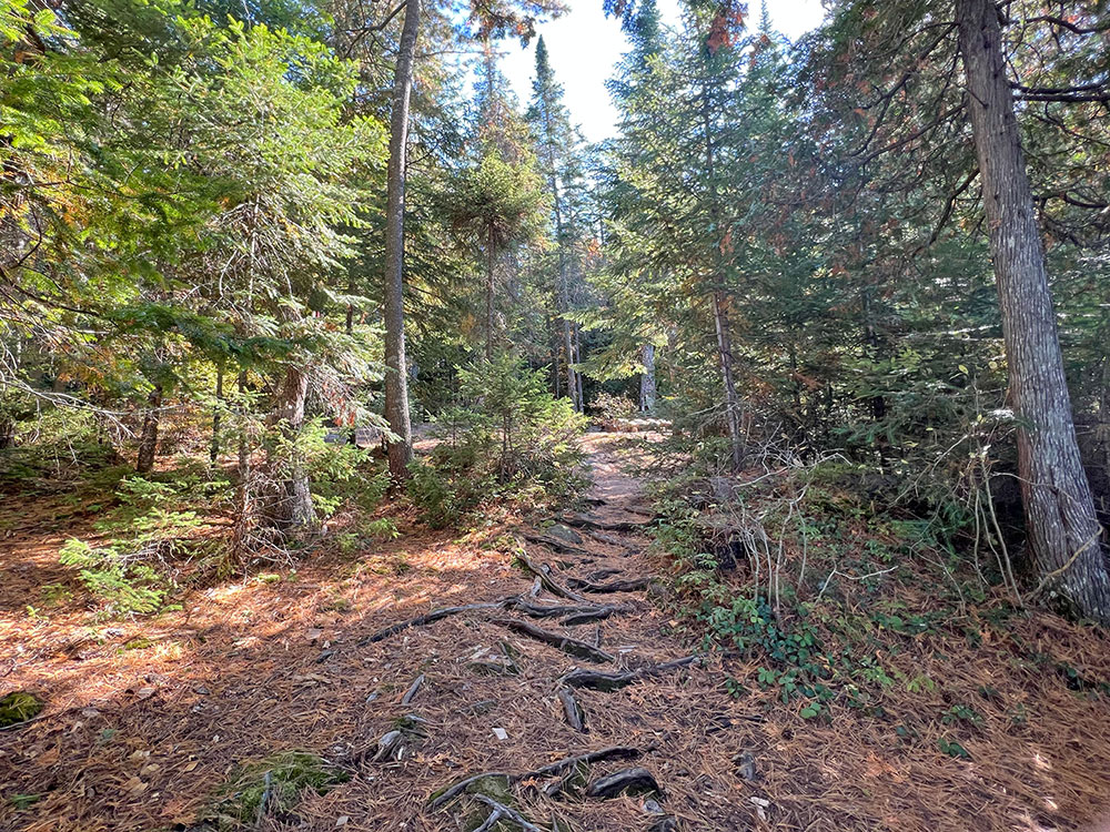 Canisbay Lake Algonquin Park Campsite 9 Trail Leading Into Campsite